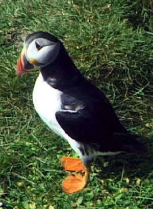 Macareux